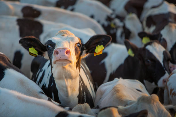 istock young cow streches head surrounded by other cows 2174176811
