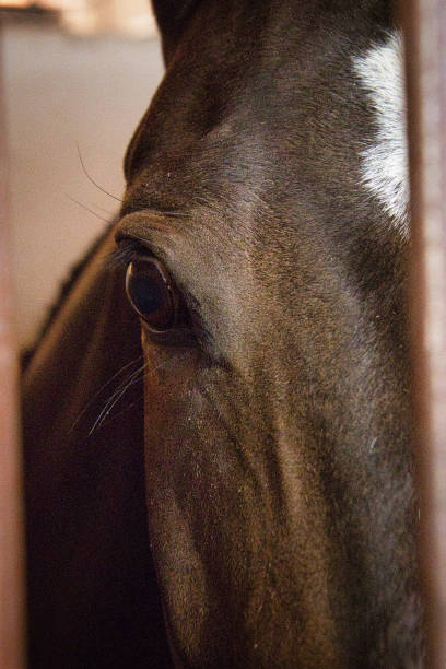 istock A horse's head is shown with its eye open 2174177302