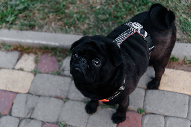 Pug dog on a rope portrait