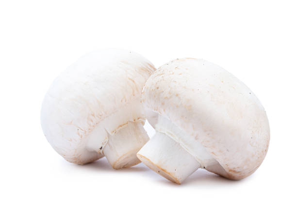 Isolated image of a mushroom on white background