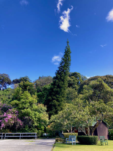 istock Evergreen Landscape with Clear Blue Sky 2174178897