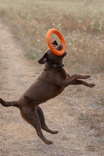 istock brown labrador at walk outdoors in field 2174179842