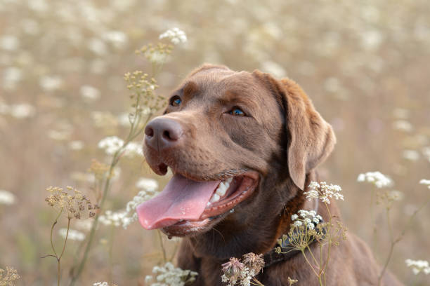 istock brown labrador at walk outdoors in field 2174179852