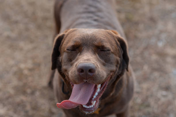 brown labrador at walk outdoors in field, tongue out, dogwalking concept