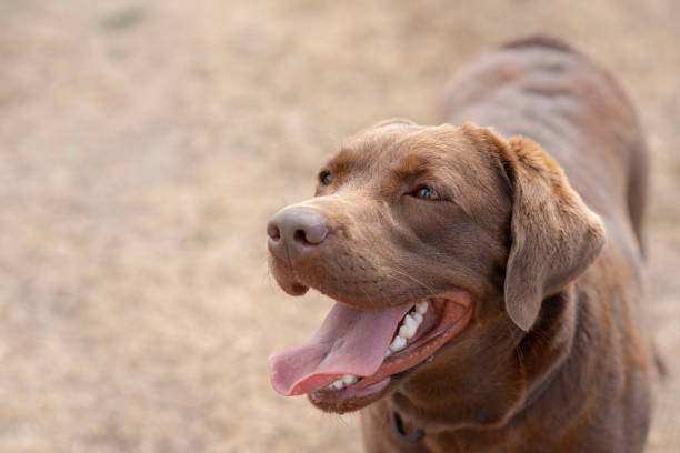istock brown labrador at walk outdoors in field 2174179865