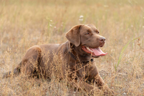 istock brown labrador at walk outdoors in field 2174179887