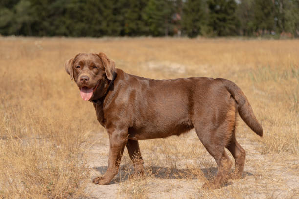 istock brown labrador at walk outdoors in field 2174179890