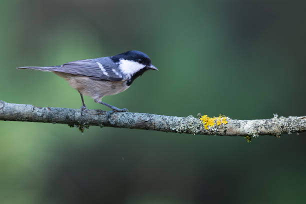 istock Bird in forest - Coal tit Periparus ater, wildlife Poland Europe 2174180352