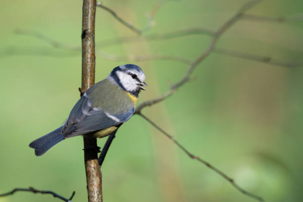 istock Bird - Blue Tit ( Cyanistes caeruleus ) perched on tree autumn time small bird on green background 2174180354
