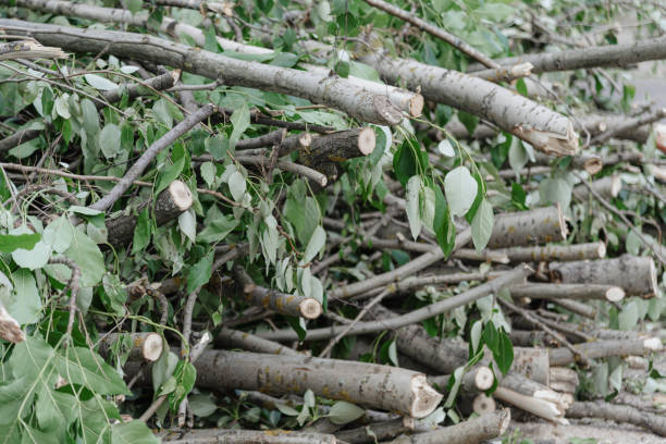 istock pile of felled branches 2174180597