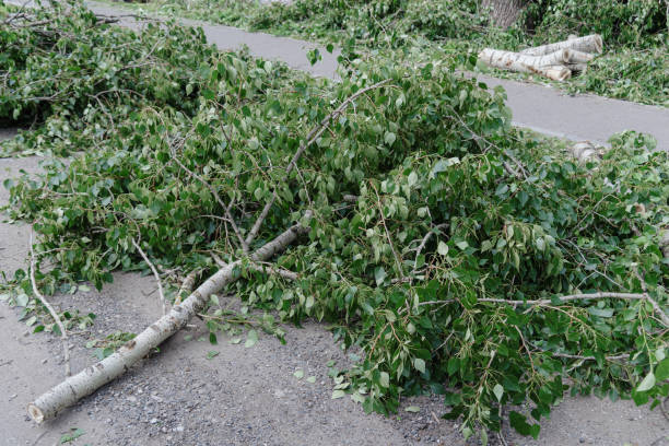 istock pile of felled branches 2174180606