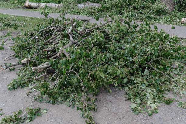 istock pile of felled branches 2174180615