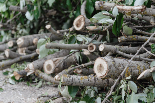 pile of felled branches