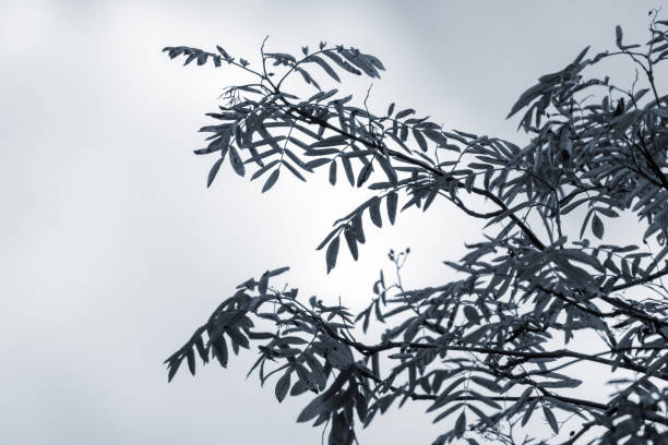 Sunlight Shining Through Leaves