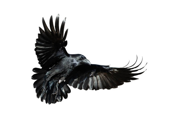 istock Birds flying raven isolated on white background Corvus corax. Halloween 2174180744