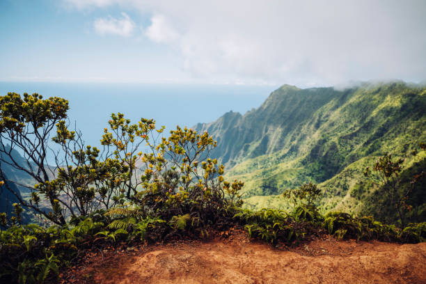 Kalalau Lookout with scenic view of beautiful Napali Coast at Koke'e State Park on the Hawaiian island of Kauai, USA
