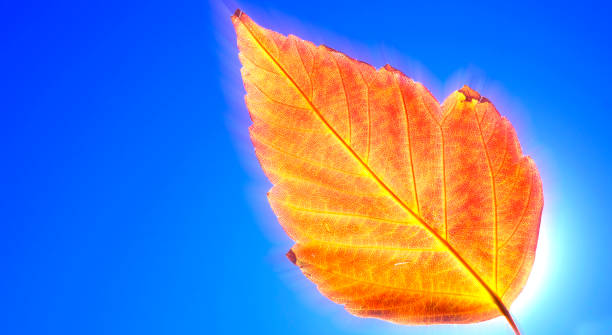 Detailed closeup of single red and orange fall leaf with background