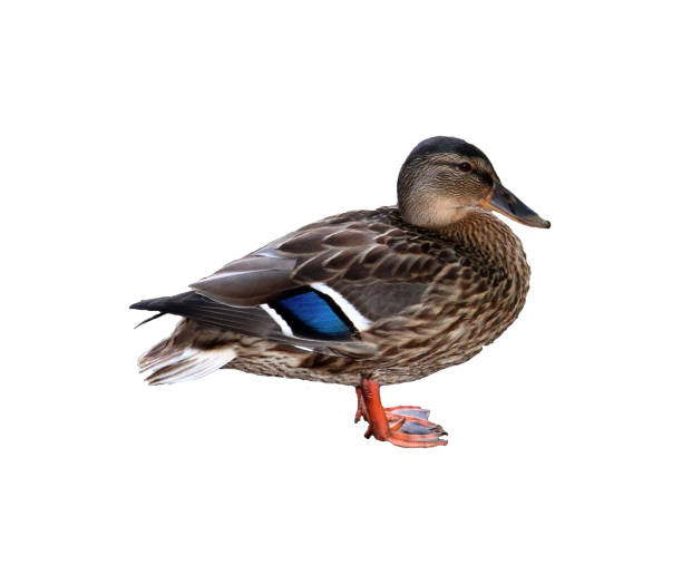 istock Common Male Mallard Duck Standing in Profile - Color Photo, Isolate for Design 2174185910