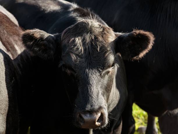 istock Sleepy Aberdeen Angus Bull. 2174186402