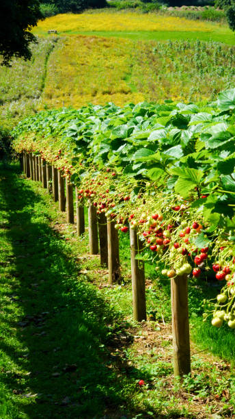 istock Rows of strawberry plants on raised beds waiting to be picked 2174187529
