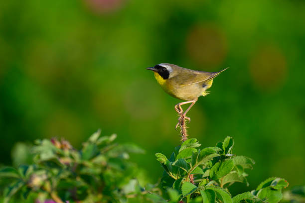 istock Common Yellowthroat warbler, Geothlypis trichas, male bird. 2174190772