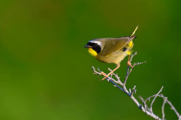 istock Common Yellowthroat warbler, Geothlypis trichas, male bird. 2174190776