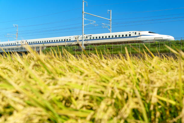 Kanagawa Prefecture, Japan,  September 17, 2024 : Rice fields in the northern part of Toyoda, Hiratsuka City. The Tokaido Shinkansen runs through a landscape of yellow ears of rice and blue skies