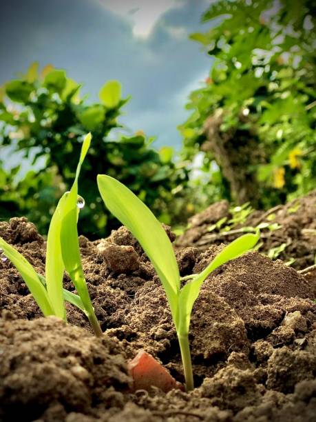 istock Fresh Plant Sprouts with Dew Drops in Rich Soil 2174193297