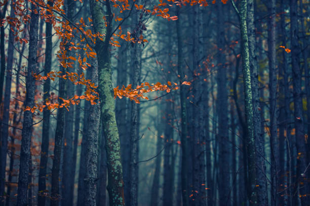 misty autumn forest in the morning