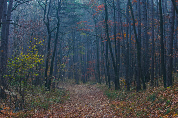 misty autumn forest in the morning