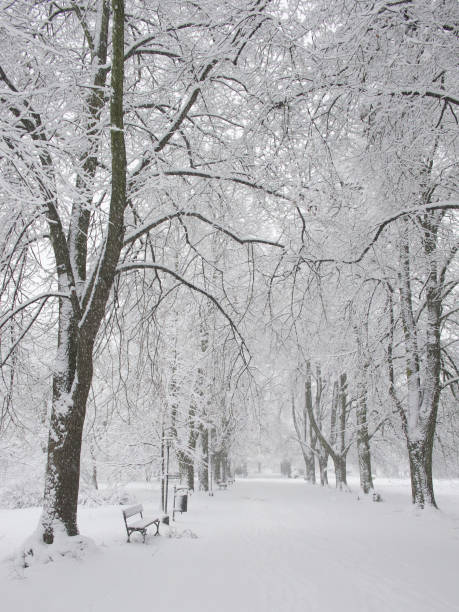 istock Snow-covered park bench near a tree, winter landscape. Snowfall. 2174193553
