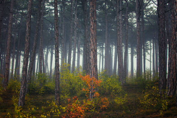 misty autumn forest in the morning