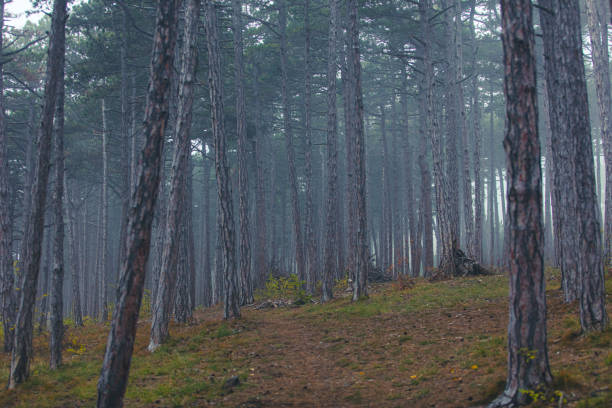 istock misty autumn forest in the morning 2174193963