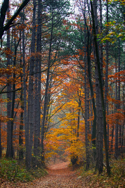 istock misty autumn forest in the morning 2174194088