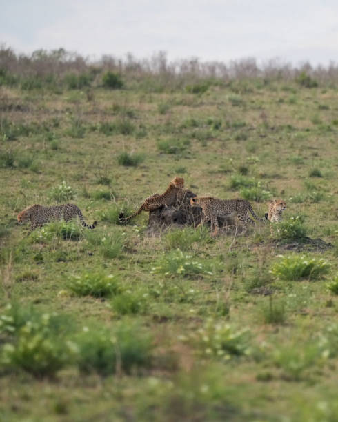 istock cheetah family hanging out 2174195329