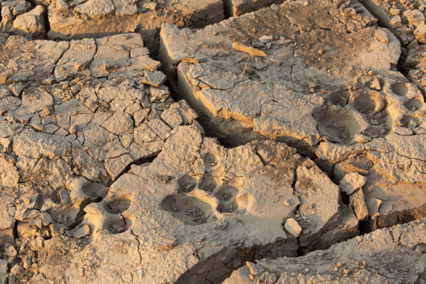 istock Lion paw prints in dry mud 2174196527