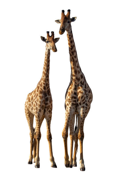 istock Two adult giraffes isolated on a white background 2174196572