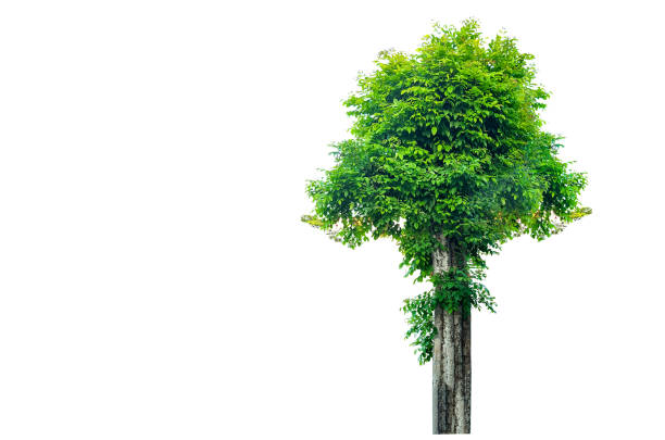 Cut out of tree on white background with clipping paths. The detailed structure and lush foliage are highlighted, emphasizing natural beauty and form of trees