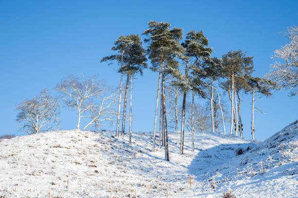hillside with snow and pinetrees with blue sky behind in denmark