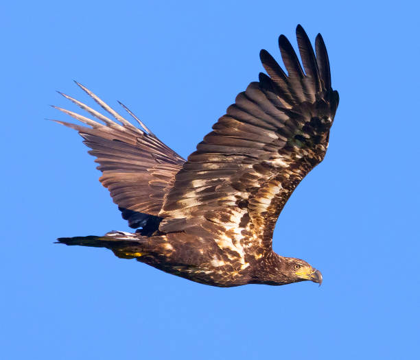 istock Juvenile Bald Eagle flying majestic in blue sky 2174200075