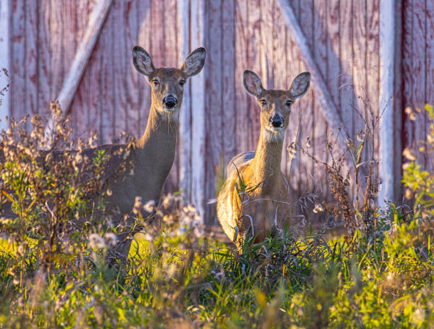 Female deer, does, grazing by the barn.