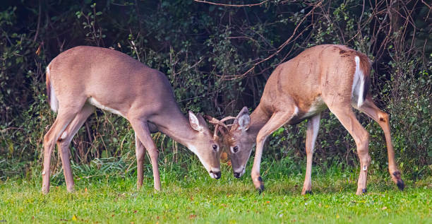istock Two young bucks sparring, pretending to fight. 2174201194