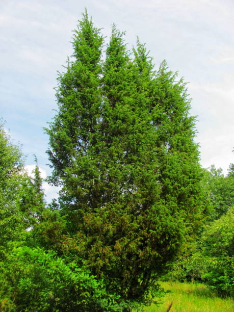 istock Beautiful juniper in the garden 2174202654