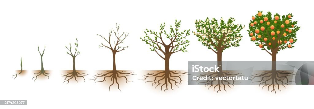 Fruit Tree Growth Cycle Stock Illustration - Download Image Now - Tree ...