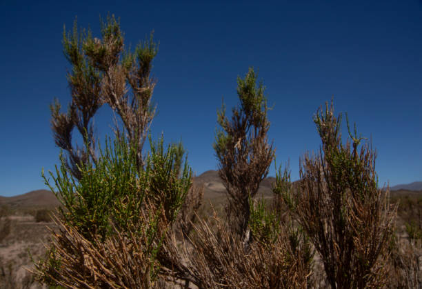 istock Atacama Desert - San Pedro de Atacama 2174203083