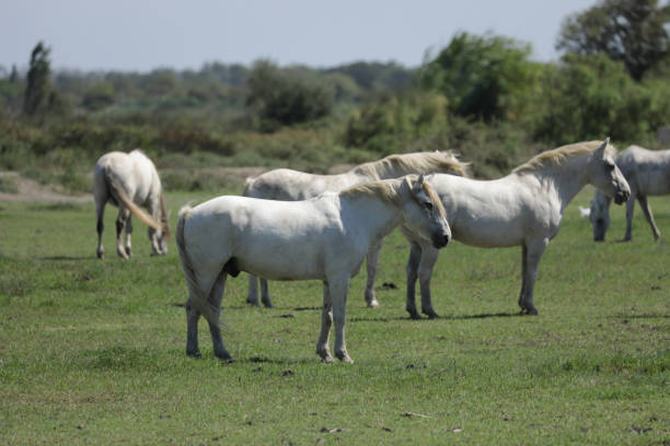 Horse on a pasture in the Camargue