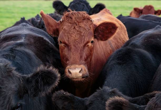 istock Young Aberdeen Angus Bull Surrounded By Black Bulls. 2174206780