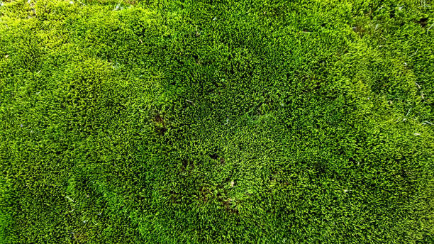 istock Green moss background texture. Green moss texture. Green moss background. 2174209112