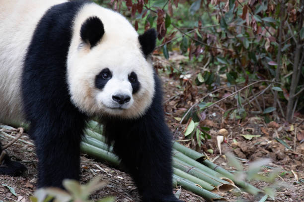 istock Female Panda in Chengdu Panda Base, Yuan Run 2174211338