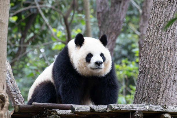 istock Female Panda in Panda Valley , Yuan Run 2174211344